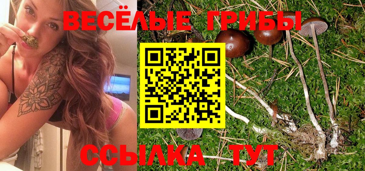 где продают   Псилоцибиновые грибы мицелий  Вход с VPN  Петропавловск-Камчатский 
